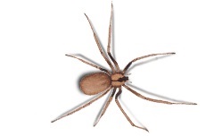 type_brown-recluse-spider
