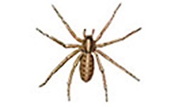 Domestic house spider