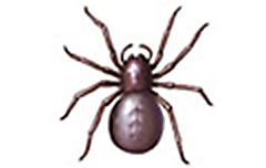 Type Ground Spider