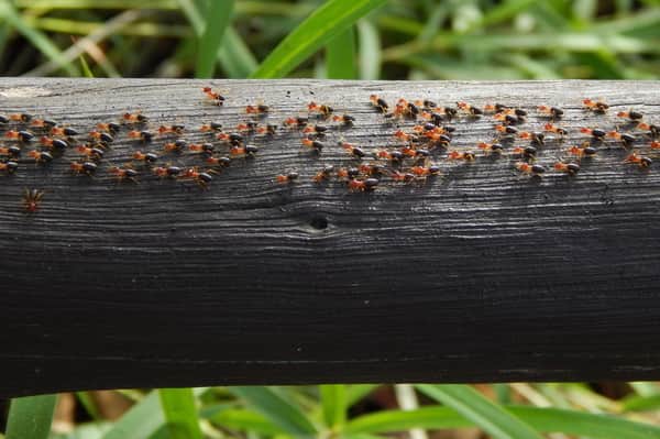 ant colony on a log
