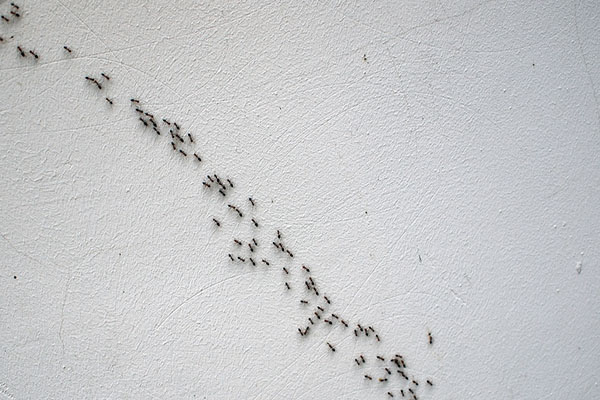 ants crawling on a wall