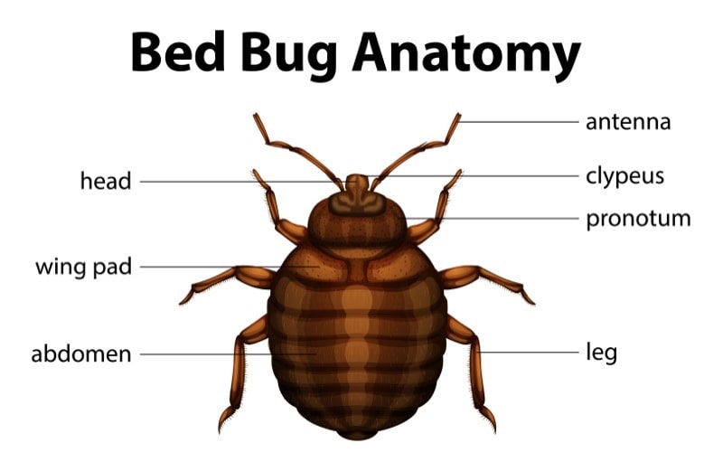 anatomy of bed bug illustration