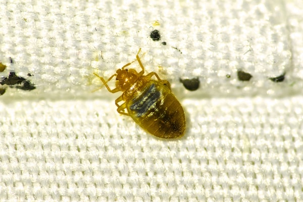 bed bugs on blanket