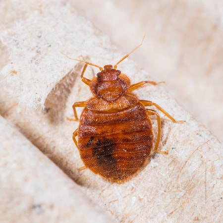 bed bugs close up