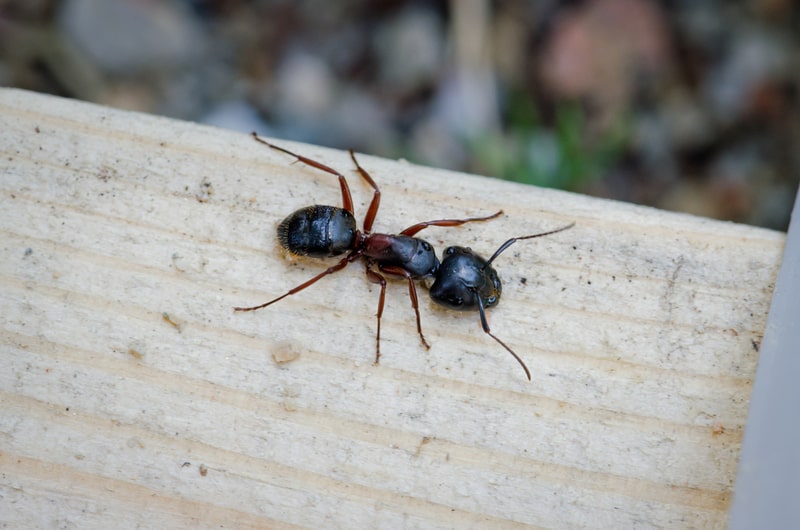 carpenter-ant-identification