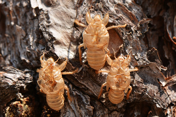 cicada husks