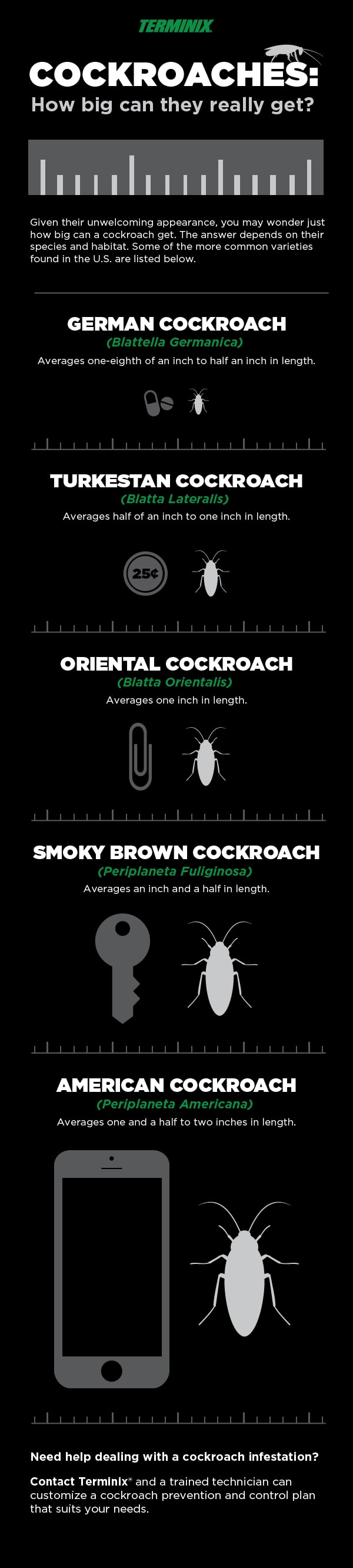 how big can cockroach be