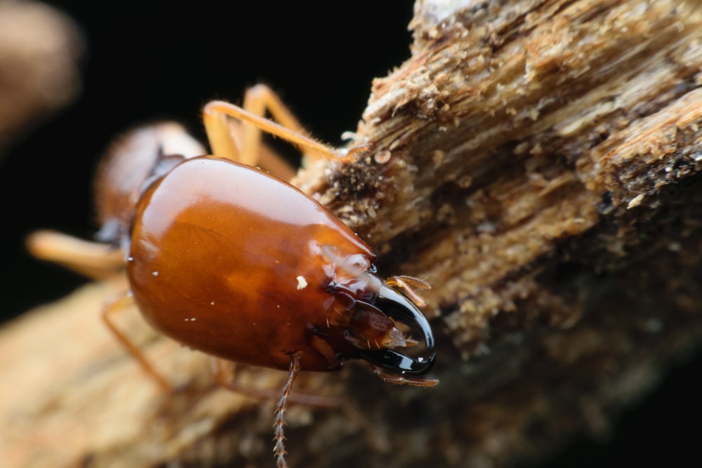 dampwood termite close up