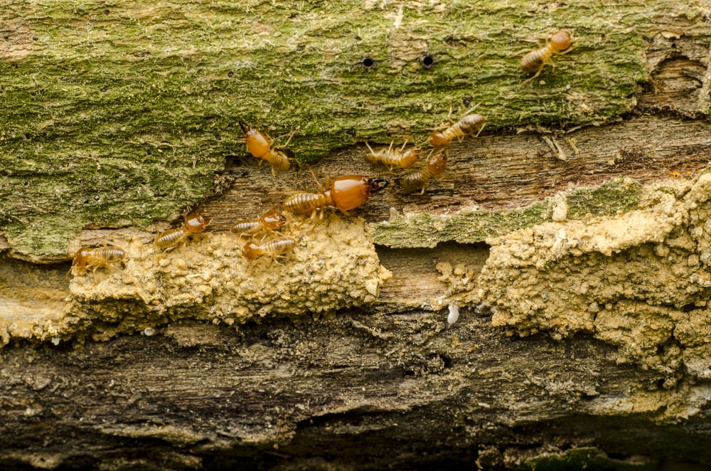 drywood termites on dead wood
