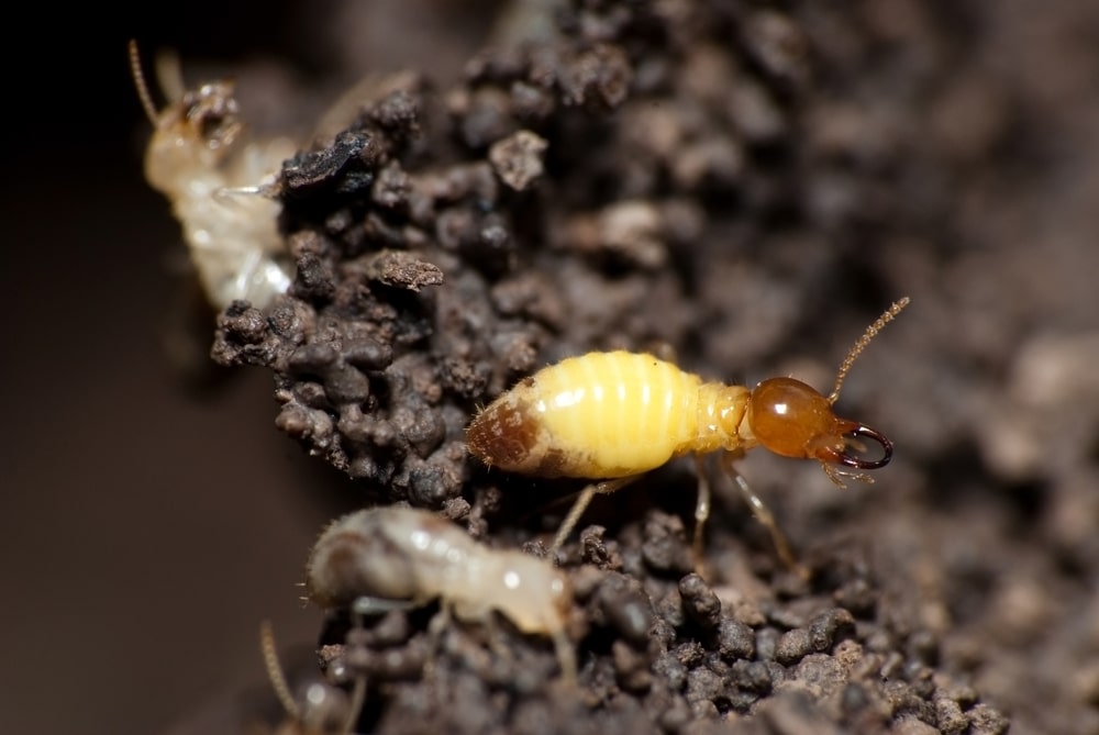 formosan termite soldier