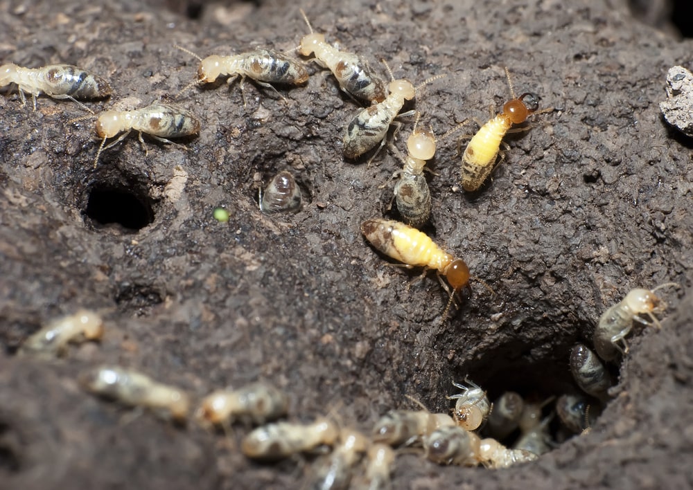 formosan termite soldiers and workers