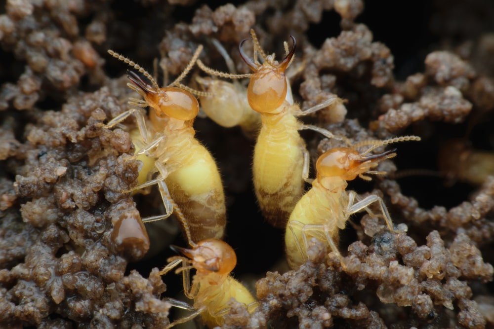 formosan termite soldiers on mud