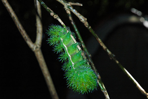 Giant silkworm caterpillar
