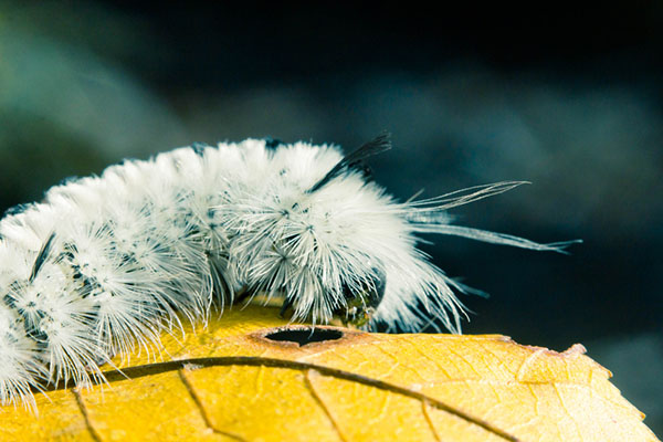 Hickory tussock caterpillar