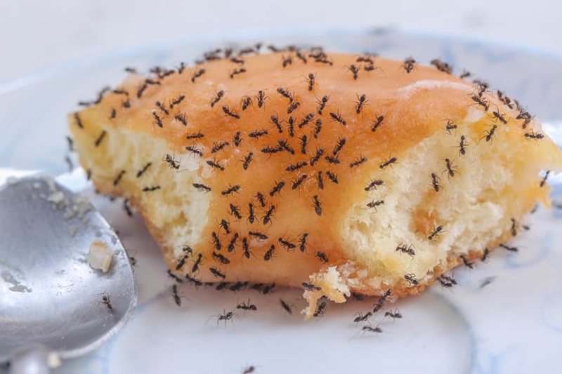 ants on donut