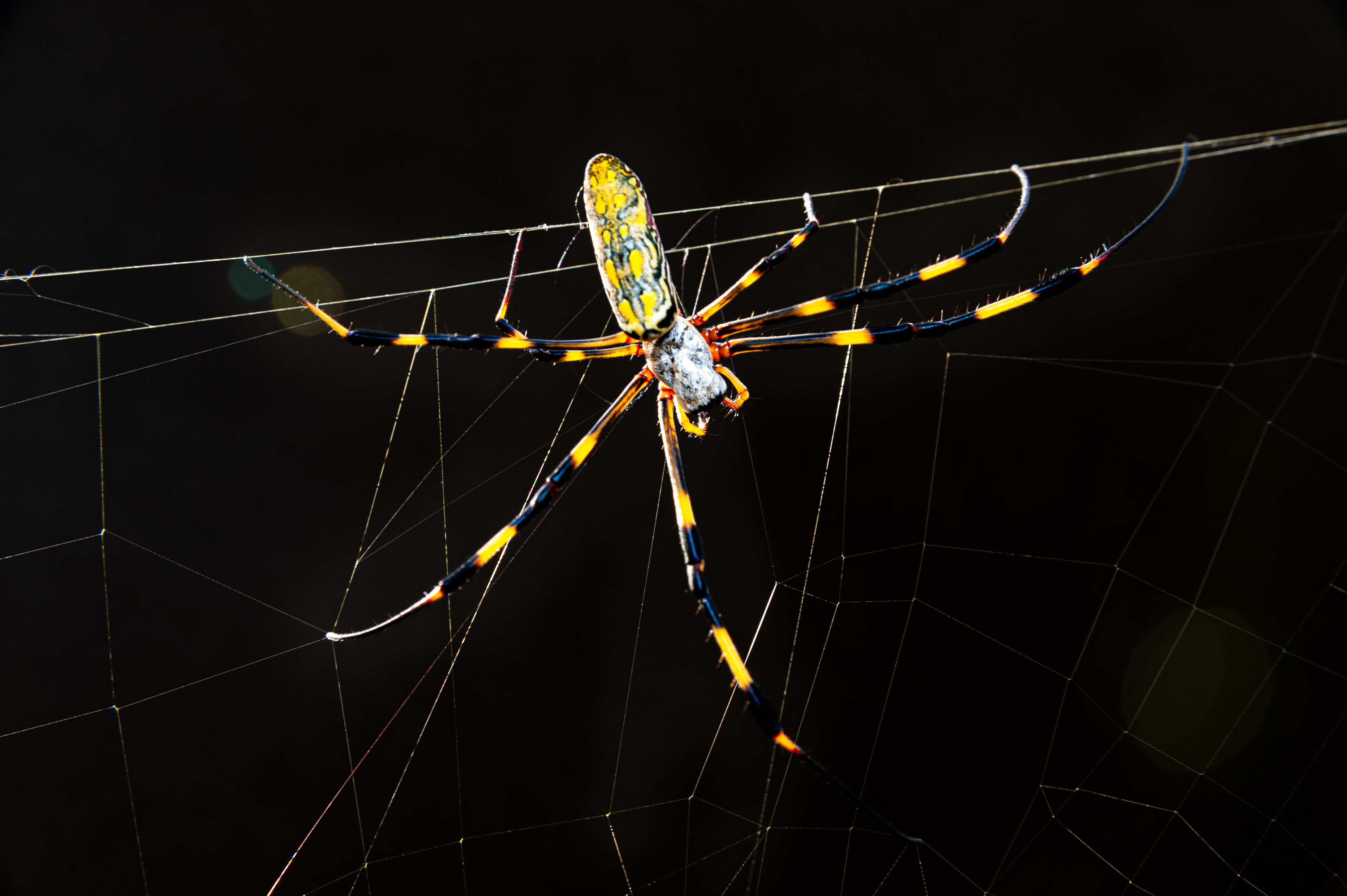 joro spider building a web