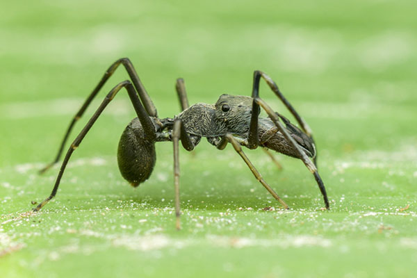ant mimicking spiders