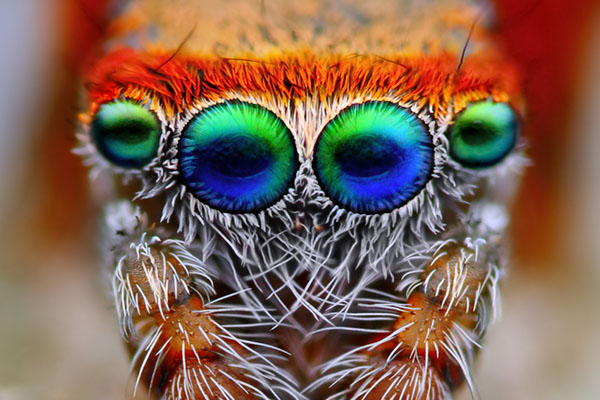fuzzy eyes on spiders