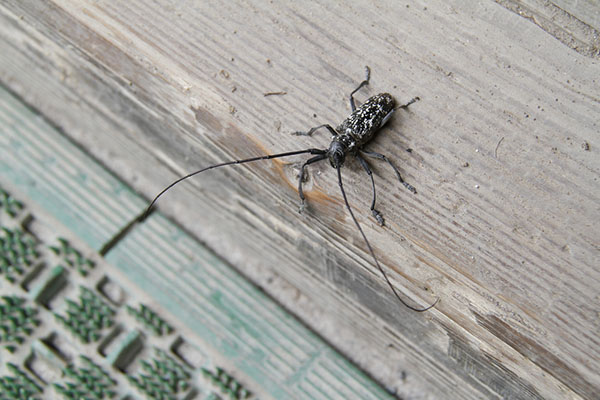 asian long-horned beetle