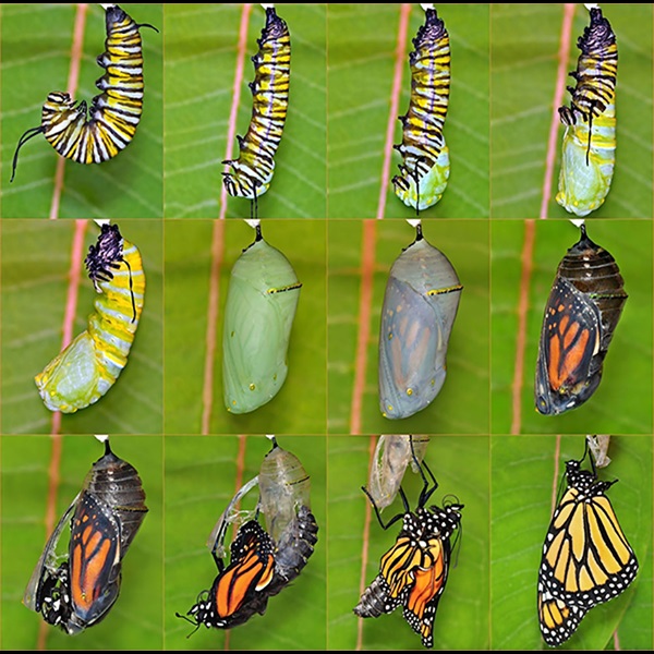 monarch butterfly cycle