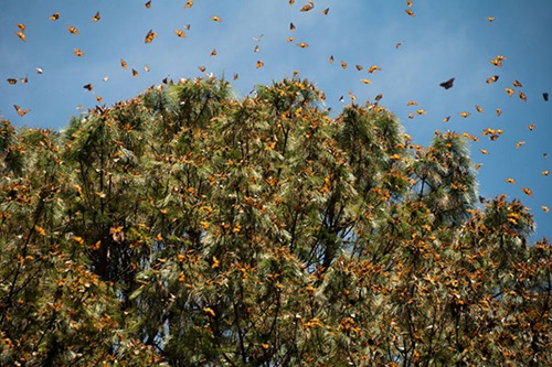 great monarch migration