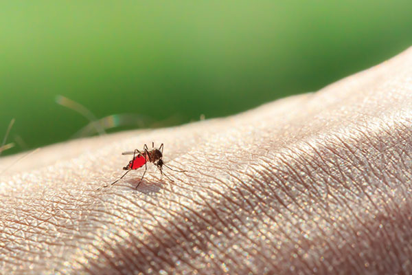 mosquito on a human