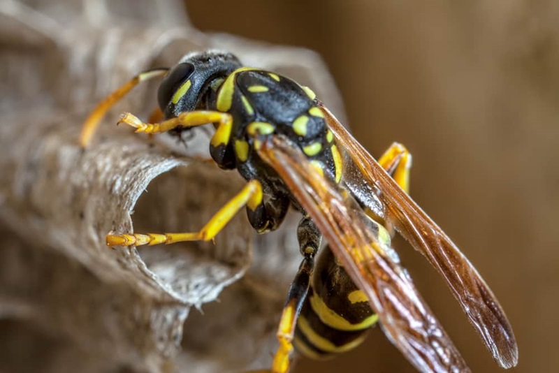 paper wasp vs. hornet