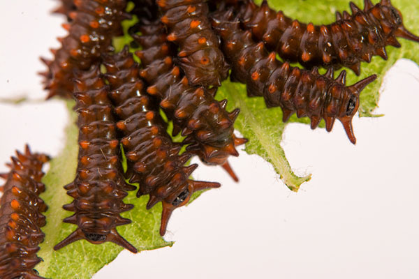 Pipevine swallowtail caterpillars eat a leaf