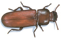 red or confused flour beetle