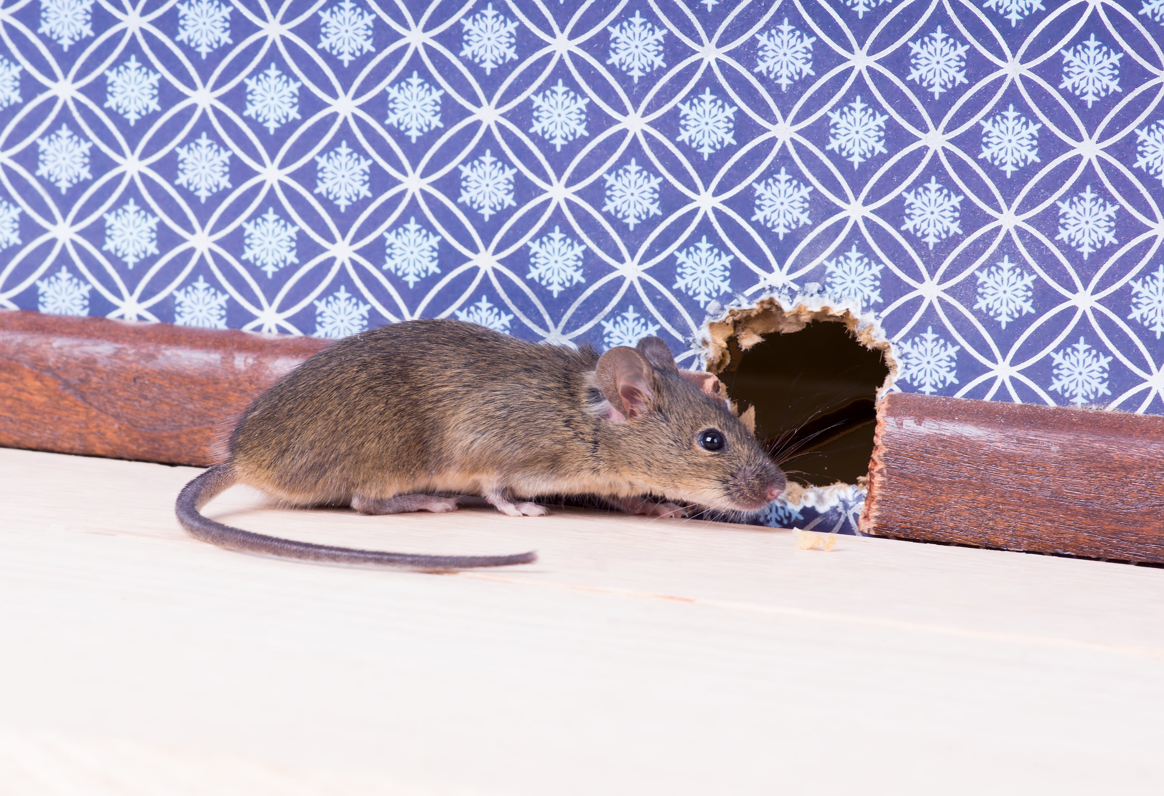 mouse-hole-in-wall