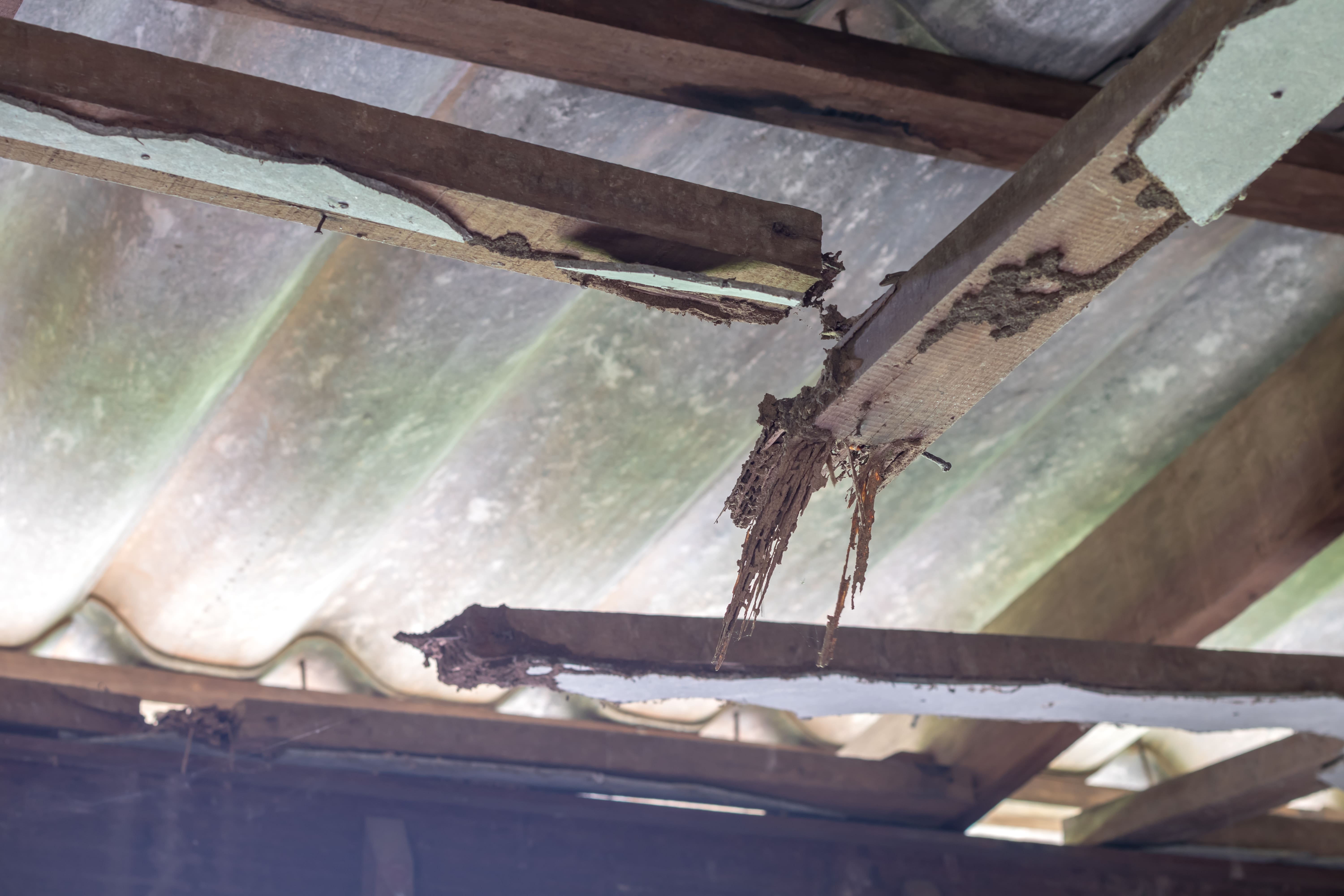 termite drop mud tubes from ceiling