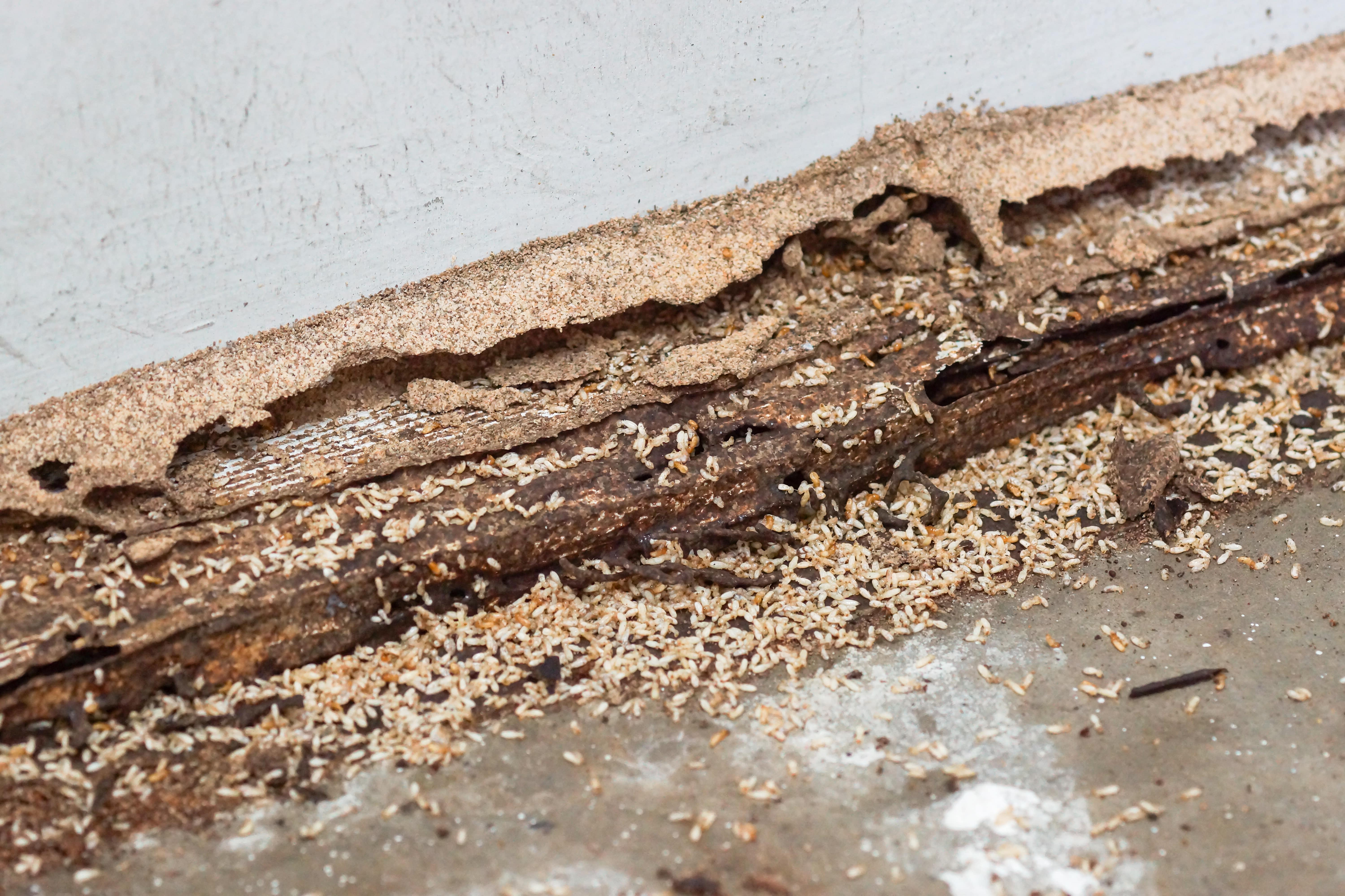 termite swarmer mud tubes