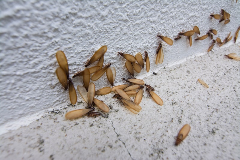 termite swarmers may be a sign of infestation