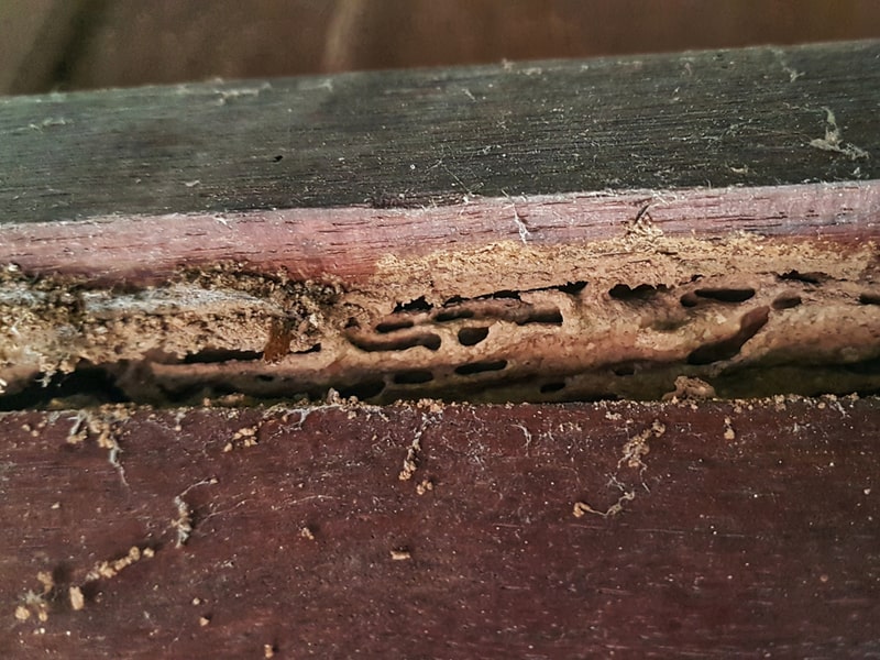 Hollowed wood termite damage