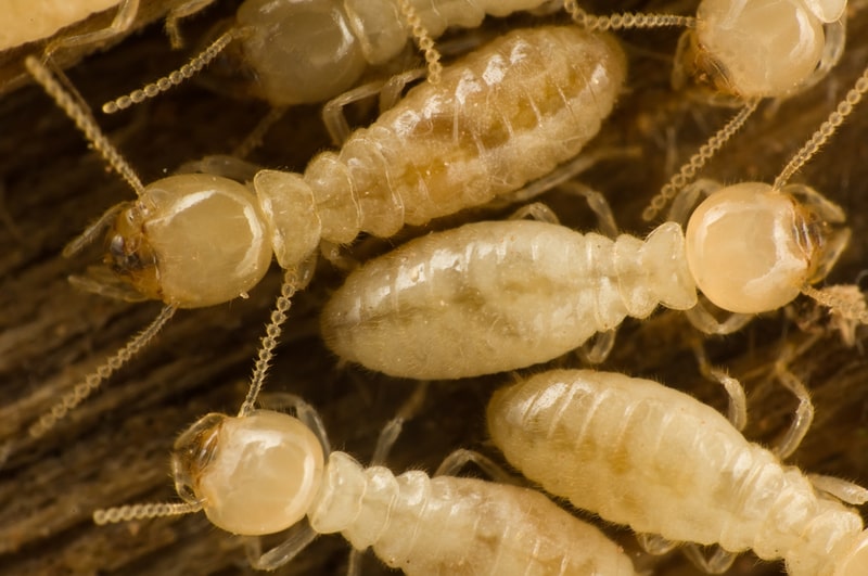 worker termite photo