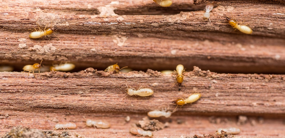 worker and soldier termites on wood