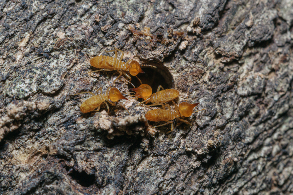 termite trees