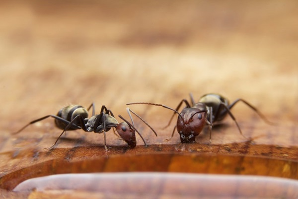 close-up-ant-photo
