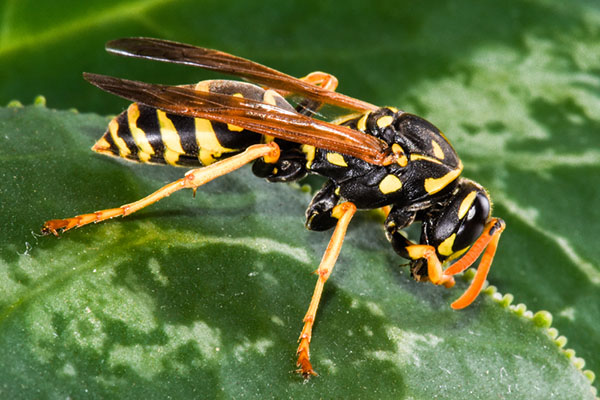 wasps, bees, and stinging pests