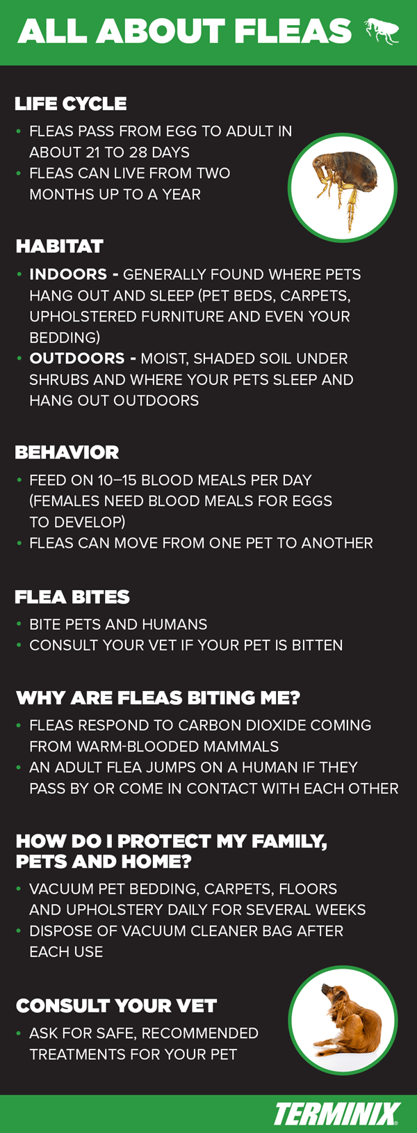 all about fleas