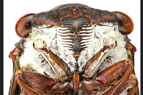 up close cicada