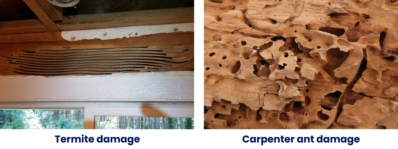 termite damaged wood vs carpenter ant damaged wood