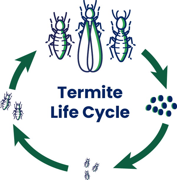 termite life cycle infographic