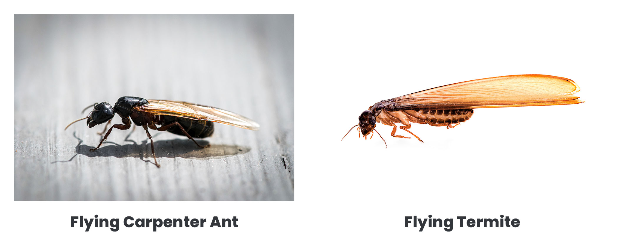 flying carpenter ant vs flying termite